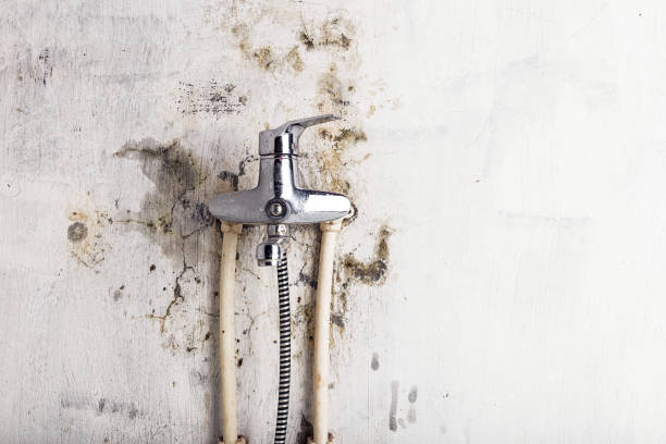 Certified Mold Removal in La Riviera, CA