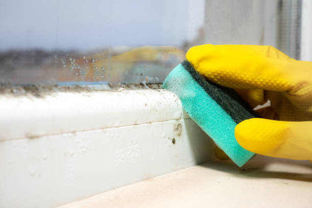 Office Mold Removal Services in La Riviera, CA