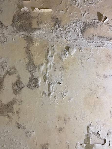 Best Mold Removal Company Near Me  in La Riviera, CA