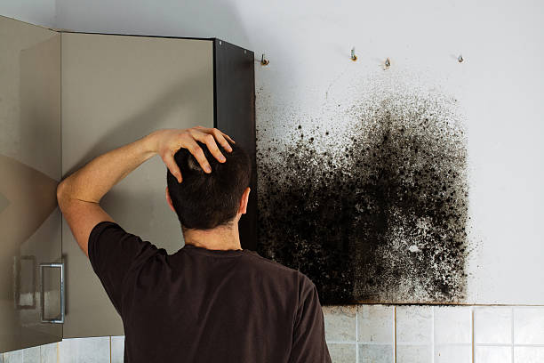 Mold Removal Process in La Riviera, CA