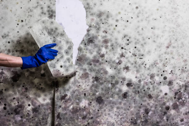 Best Mold Damage Repair  in La Riviera, CA