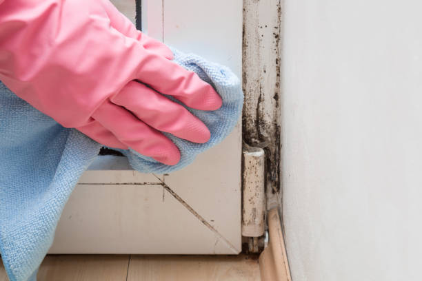 Best Professional Mold Removal  in La Riviera, CA