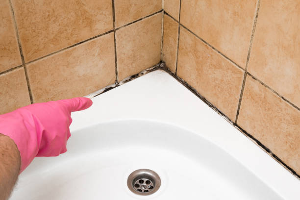 Best Emergency Mold Removal  in La Riviera, CA